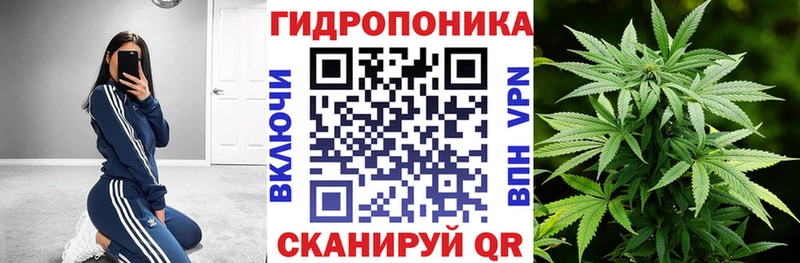 где купить наркоту  Кашин  Шишки марихуана OG Kush 